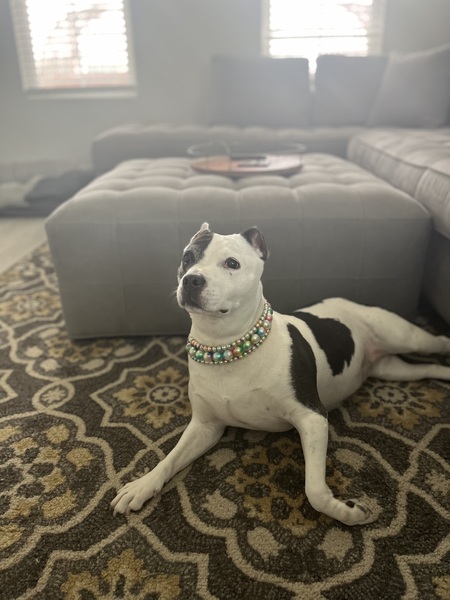 Entry image for Olivia Benson . Clicking this image will show a larger photo