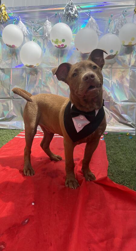 Entry image for Hooch. Clicking this image will show a larger photo