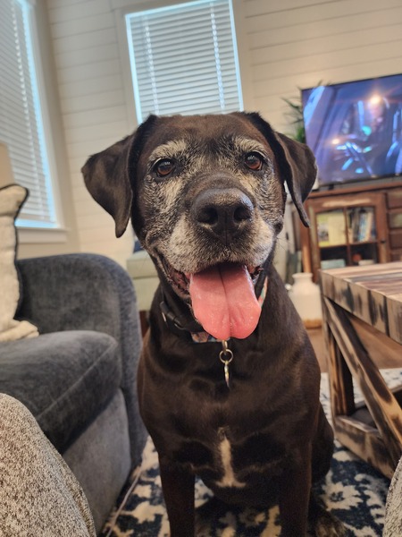 Entry image for Layla. Clicking this image will show a larger photo