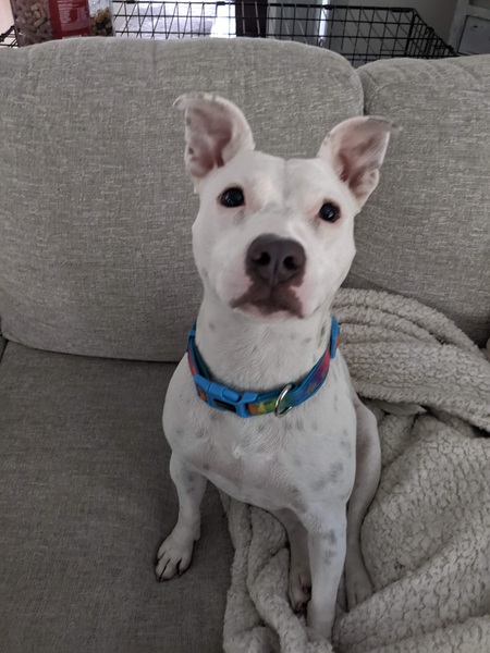 Entry image for Pearl. Clicking this image will show a larger photo