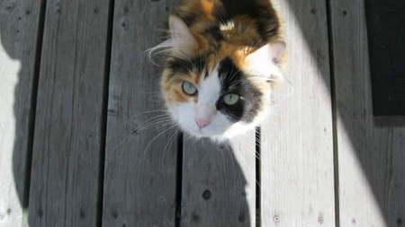 Entry image for Serenity . Clicking this image will show a larger photo