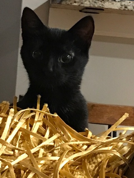 Entry image for Courtenay. Clicking this image will show a larger photo