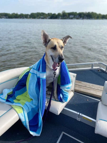 Entry image for Scooby. Clicking this image will show a larger photo