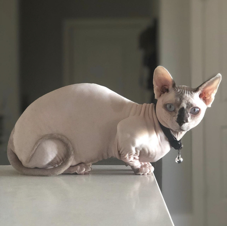 Entry image for Marble. Clicking this image will show a larger photo