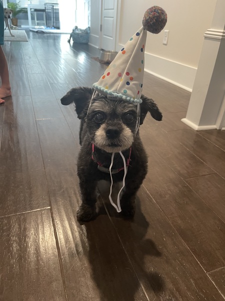 Entry image for Zoey. Clicking this image will show a larger photo