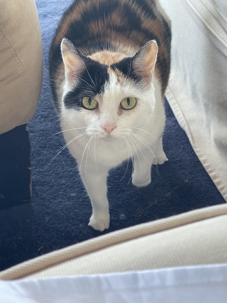 Entry image for Saffy. Clicking this image will show a larger photo