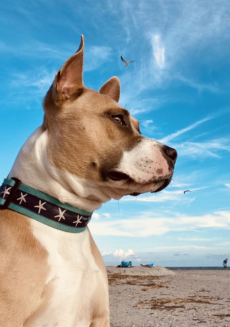 Entry image for Mr. Banks. Clicking this image will show a larger photo