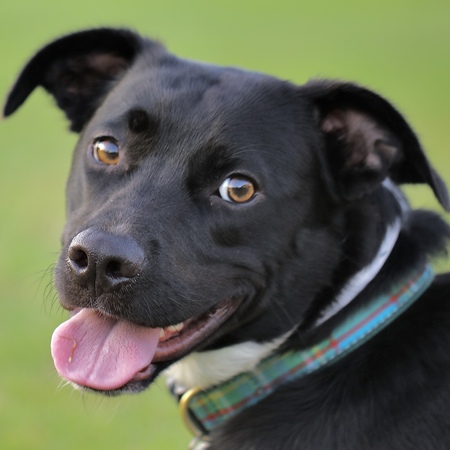 Entry image for NICO. Clicking this image will show a larger photo