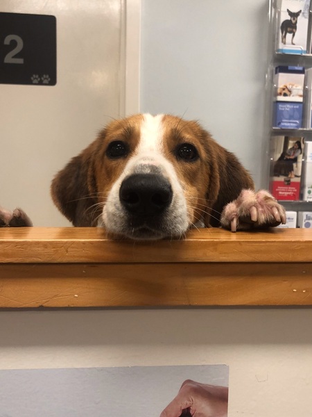 Entry image for Jethro. Clicking this image will show a larger photo