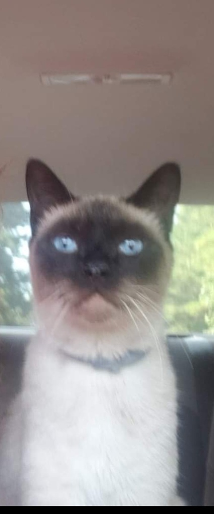 Entry image for Mr. Blue. Clicking this image will show a larger photo