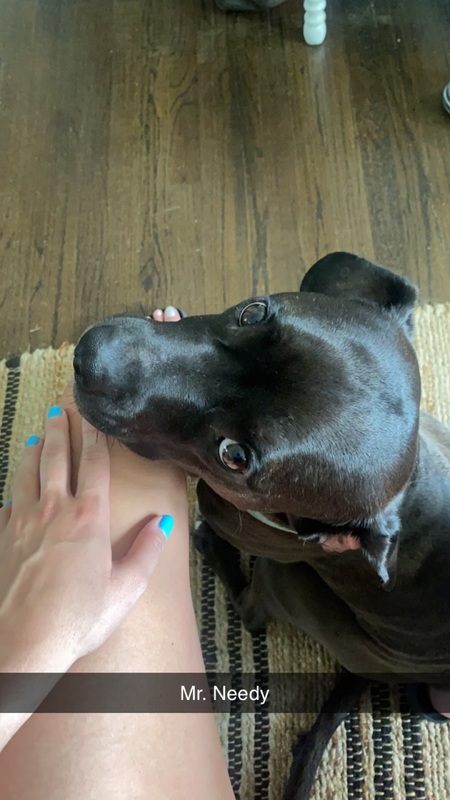 Entry image for Walter (velveteen rescue). Clicking this image will show a larger photo