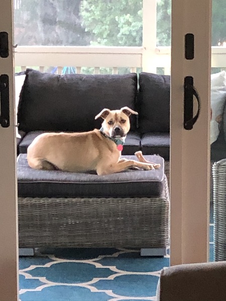 Entry image for Zoey. Clicking this image will show a larger photo