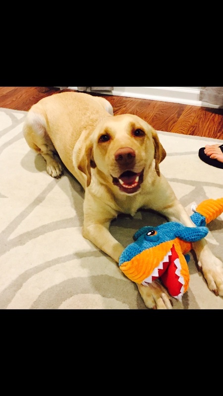 Entry image for Lucy . Clicking this image will show a larger photo