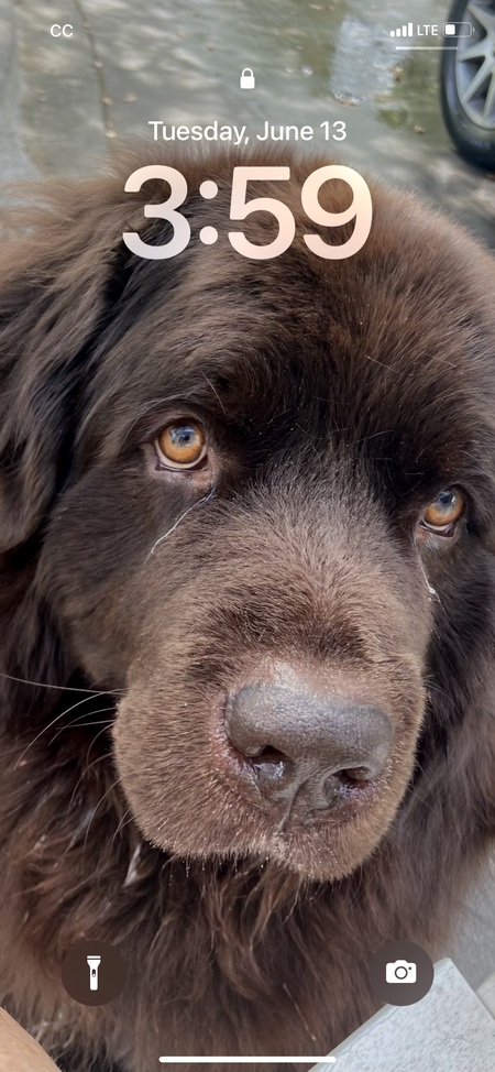 Entry image for Mo. Clicking this image will show a larger photo