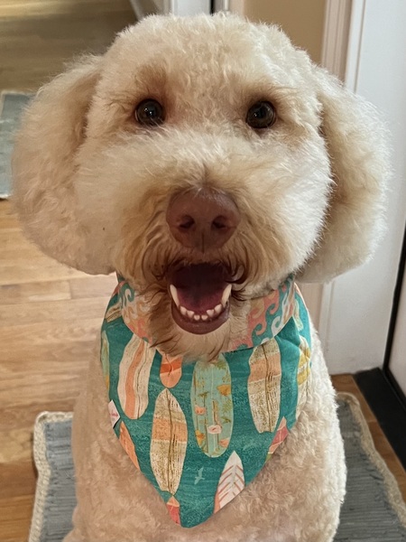 Entry image for Pringles . Clicking this image will show a larger photo