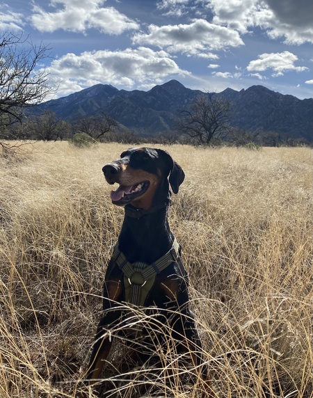 Entry image for Layla. Clicking this image will show a larger photo