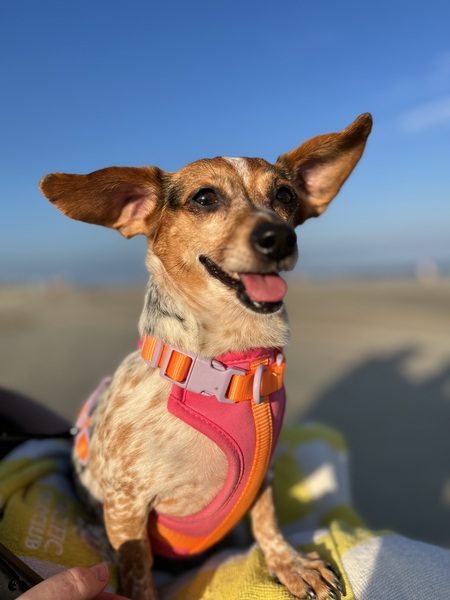 Entry image for Poppy. Clicking this image will show a larger photo