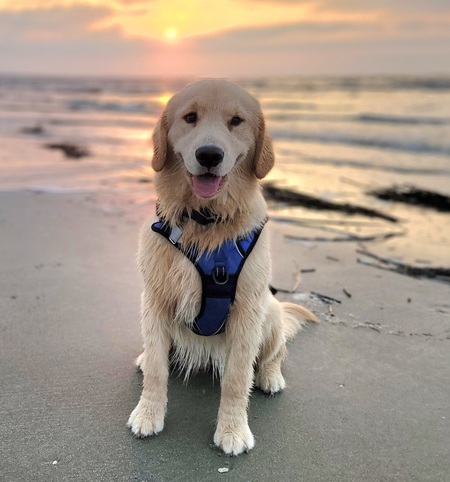 Entry image for Dooley. Clicking this image will show a larger photo