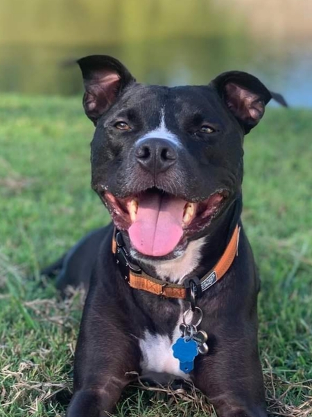 Entry image for Loki. Clicking this image will show a larger photo