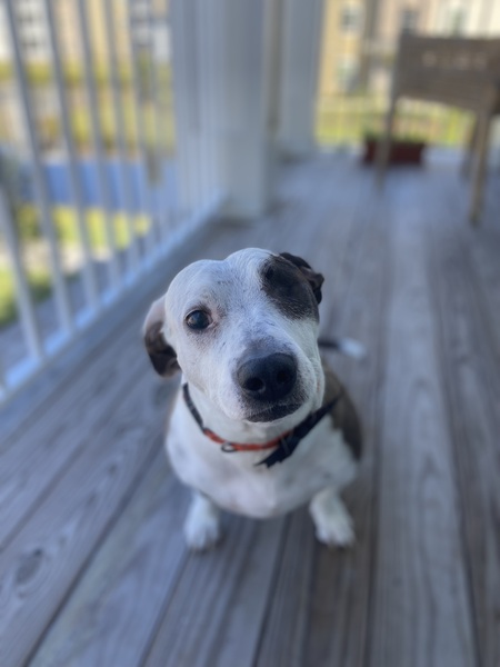 Entry image for Willie. Clicking this image will show a larger photo