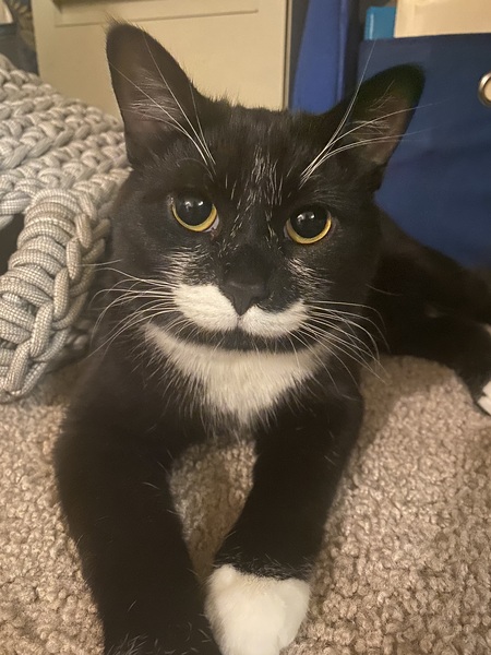 Entry image for Salvador Dali. Clicking this image will show a larger photo