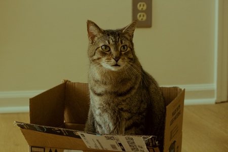 Entry image for Fluffy. Clicking this image will show a larger photo