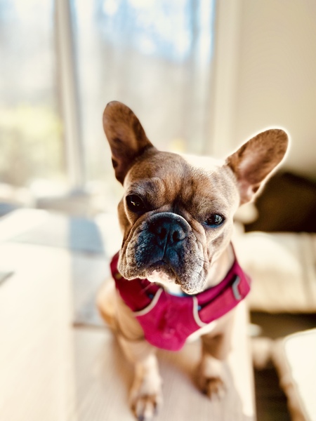 Entry image for Glacier. Clicking this image will show a larger photo