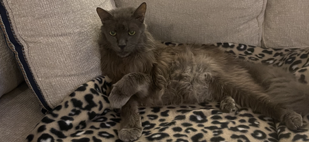 Entry image for Leo. Clicking this image will show a larger photo