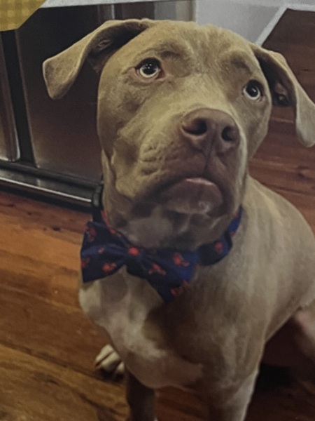 Entry image for Percy. Clicking this image will show a larger photo