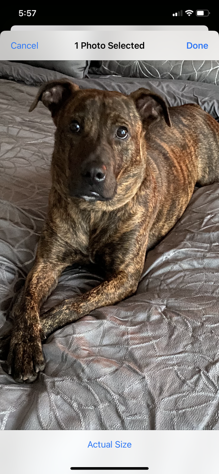 Entry image for Birk. Clicking this image will show a larger photo