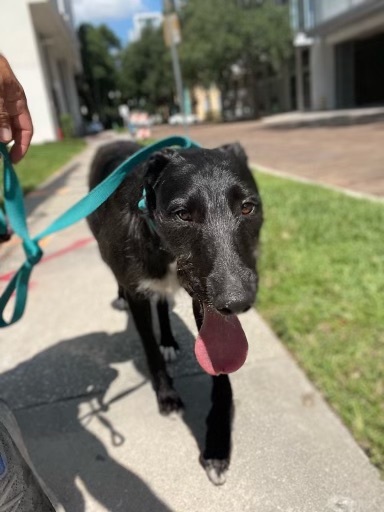 Entry image for Ralfie. Clicking this image will show a larger photo