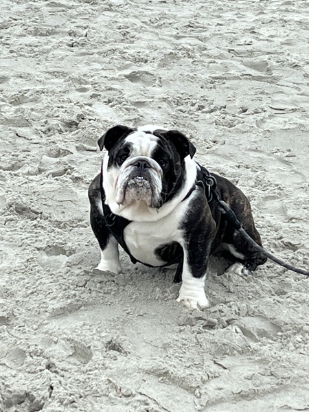 Entry image for Angus. Clicking this image will show a larger photo