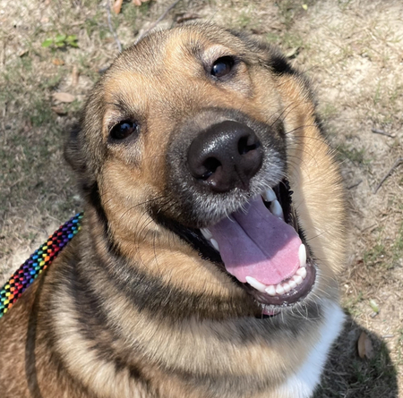 Entry image for Bellatrix Rose. Clicking this image will show a larger photo