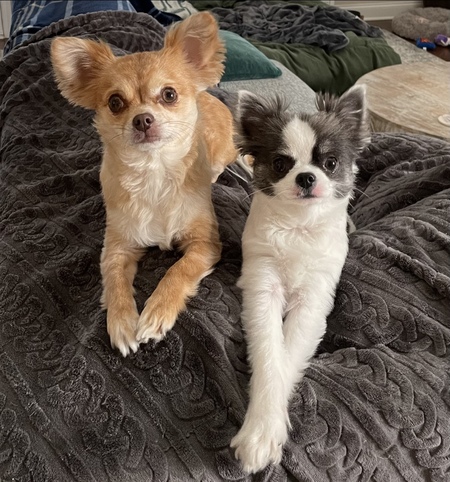 Entry image for Beanie & Bruce. Clicking this image will show a larger photo