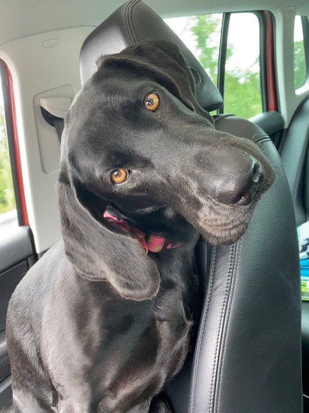 Entry image for Trixie . Clicking this image will show a larger photo