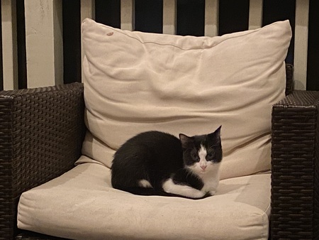 Entry image for Skinny Pete. Clicking this image will show a larger photo