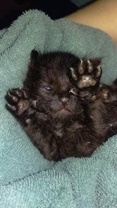 Entry image for Bear. Clicking this image will show a larger photo