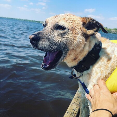 Entry image for D'Jango. Clicking this image will show a larger photo