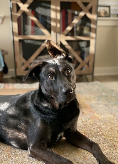 Entry image for Poe. Clicking this image will show a larger photo