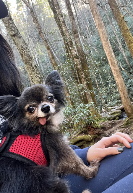 Entry image for Poppy. Clicking this image will show a larger photo