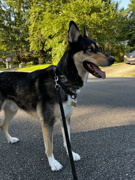 Entry image for Tito. Clicking this image will show a larger photo