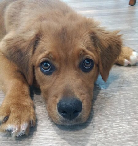 Entry image for Calli. Clicking this image will show a larger photo