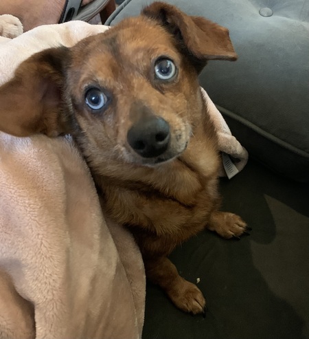 Entry image for Cooper. Clicking this image will show a larger photo