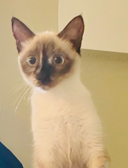 Entry image for Rose. Clicking this image will show a larger photo