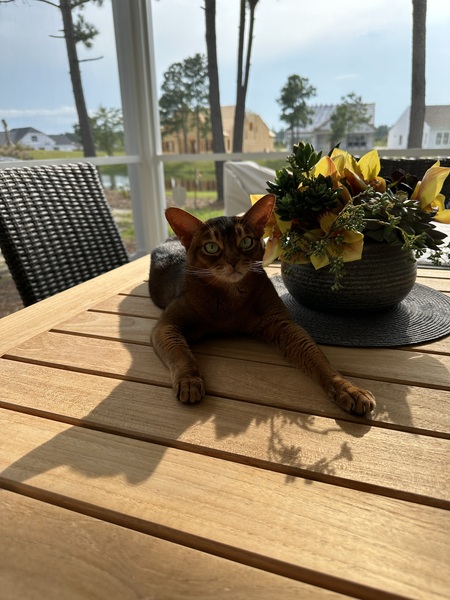 Entry image for Nala. Clicking this image will show a larger photo