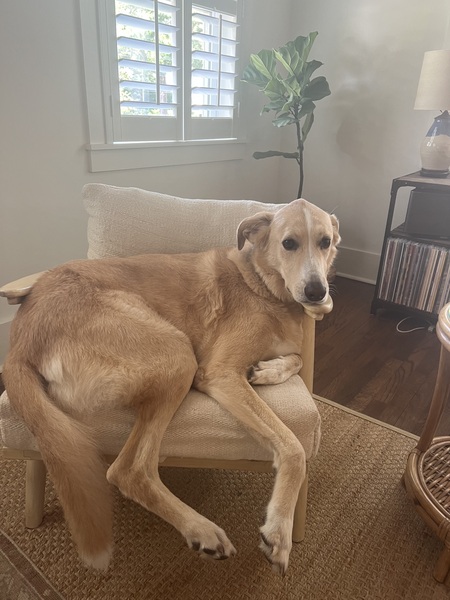 Entry image for Cappy. Clicking this image will show a larger photo