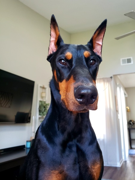 Entry image for Triton . Clicking this image will show a larger photo