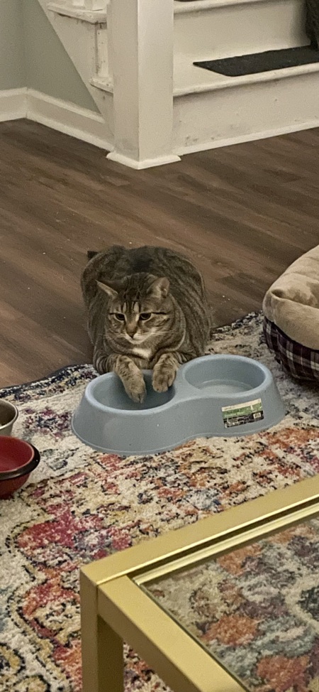 Entry image for Remy . Clicking this image will show a larger photo