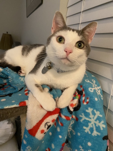 Entry image for Freddie. Clicking this image will show a larger photo