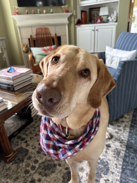 Entry image for Boogie. Clicking this image will show a larger photo